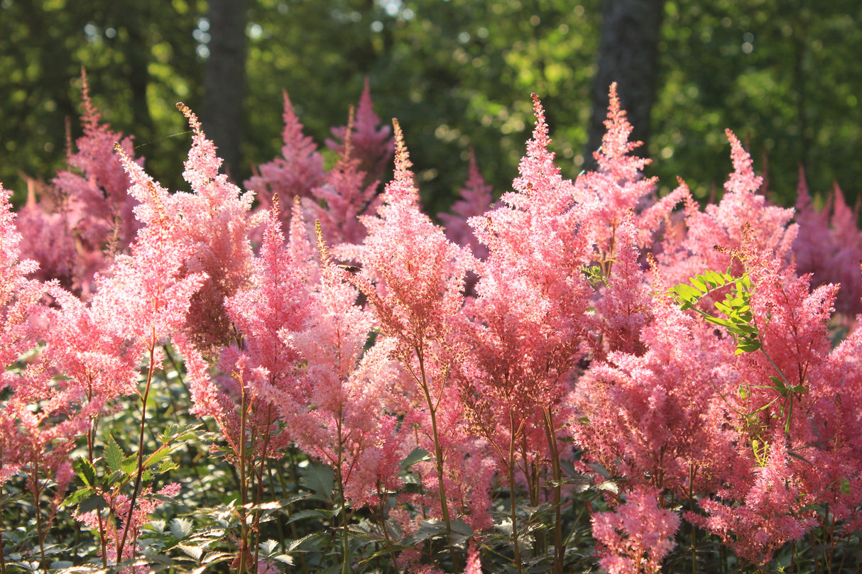 100 PINK MIX ASTILBE (False Spirea / False Goats Beard) Astilbe Chinensis Flower Seeds