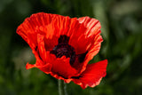 100 RED TURKISH POPPY Heirloom Papaver Somniferum Flower Seeds