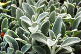 100 Wolly LAMBS EAR Stachys Byzantina Silvery Fuzzy Leaves Purple Flower Seeds