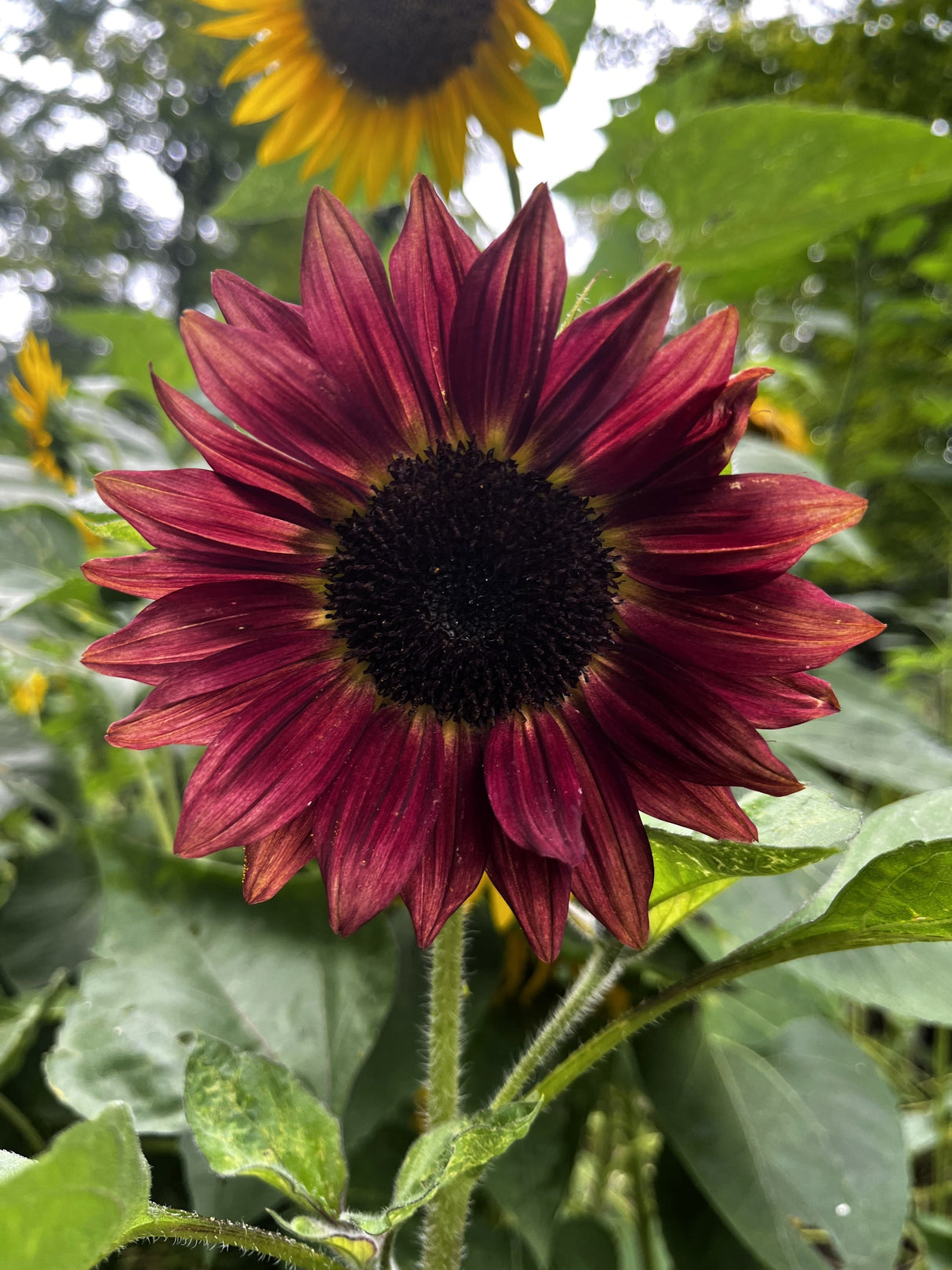 100 Mixed EVENING COLORS SUNFLOWER Helianthus Annuus Orange Red Gold Flower Seeds