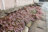 20 PUNCHING BALLS Pink Buttons Persicaria Capitata Polygonum Flower Seeds