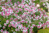 100 LADY In BLACK Calico ASTER Aster Lateriflorus Flower Seeds