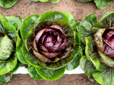 100 ROSSA Di VERONA RADICCHIO / Endive Italian Cichorium Intybus Vegetable Seeds