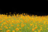 300 YELLOW SULPHUR COSMOS Bipinnatus Flower Seeds