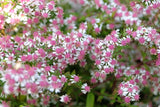 100 LADY In BLACK Calico ASTER Aster Lateriflorus Flower Seeds