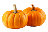 20 JACK Be LITTLE PUMPKIN Miniature Vegetable Cucurbita Pepo Seeds