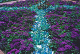 50 Blue MARINE HELIOTROPE Heliotropium Arborescens Flower Seeds