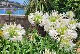 25 WHITE LILY of the NILE Agapanthus Orientalis African Lily Flower Seeds