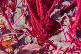 250 BURGUNDY AMARANTHUS Hypochondriacus Amaranth Grain Vegetable Flower Seeds