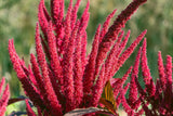 250 BURGUNDY AMARANTHUS Hypochondriacus Amaranth Grain Vegetable Flower Seeds
