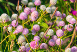 50 GLOBE AMARANTH MIX Gomphrena Globosa Mixed Colors Amaranthus Flower Seeds