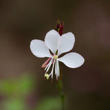 100 White GAURA WHIRLING BUTTERFLIES Gaura Lindheimeri Flower Seeds