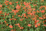 50 SCARLET MASK FLOWER Hummingbird Plant Red Alonsoa Warscewiczii Seeds