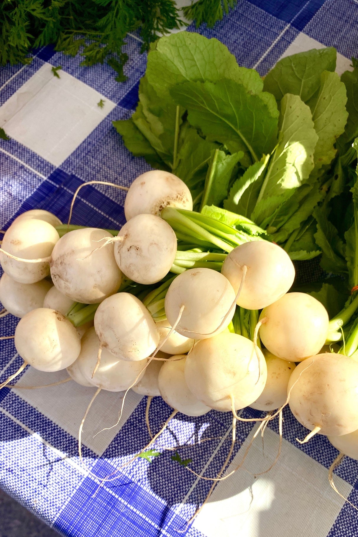 500 Hailstone WHITE GLOBE RADISH Raphanus Sativus Vegetable Seeds