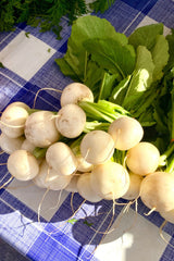 500 Hailstone WHITE GLOBE RADISH Raphanus Sativus Vegetable Seeds