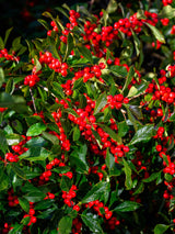 50 WINTERBERRY Holly Ilex Verticillata - Candian Holly  / Fever Bush / Black Alder Tree Shrub Red Berry White Flower Seeds