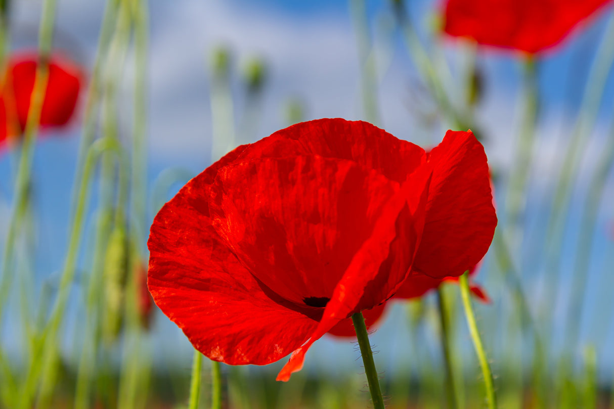 1000 Red AMERICAN LEGION (Corn / Shirley / Flanders) POPPY Papaver Rhoeas Flower Seeds