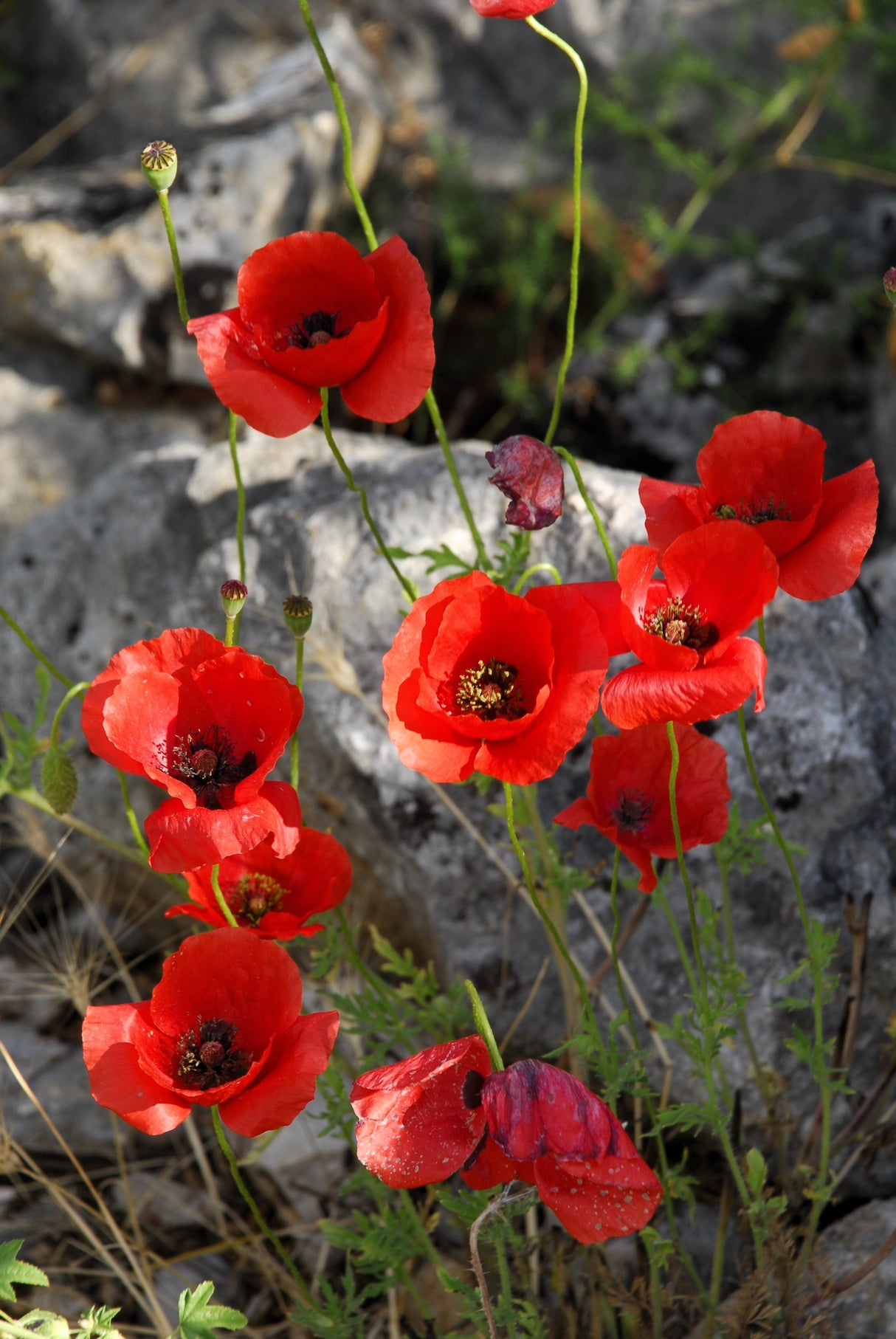 1000 Red AMERICAN LEGION (Corn / Shirley / Flanders) POPPY Papaver Rhoeas Flower Seeds