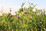50 AUSTRIAN WINTER PEA Caley Flower Pisum Sativum Ground Cover Crop Legume Seeds