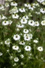 500 White LOVE IN A MIST ( Fennel Flower ) Nigella Damascena Flower Seeds