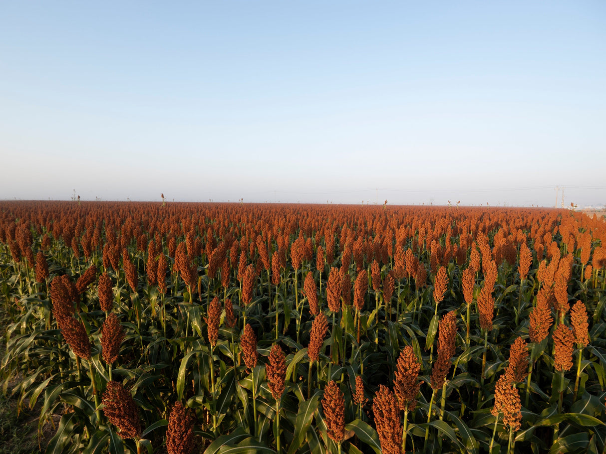50 DELLA SORGHUM Bicolor Syrup Flour Grain Vegetable Seeds