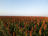 50 DELLA SORGHUM Bicolor Syrup Flour Grain Vegetable Seeds