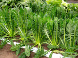 250 CICORIA CATALOGNA Puntarelle Chicorium Chicory Vegetable Seeds