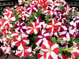 100 STAR MIX PETUNIA Mixed Colors Petunia Violacea Flower Seeds Red Blue Purple