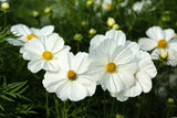 350 COSMOS SENSATION MIX Mixed Colors Cosmos Bipinnatus Flower Seeds