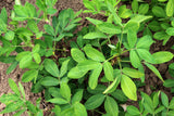 15 Seeds TENNESSEE RED PEANUT Valencia Arachis Hypogaea Perennial Nut Plant