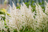 50 MIXED Colors ASTILBE BUNTER Astilbe Simplicifolia Shade Red White Purple Pink Flower Seeds
