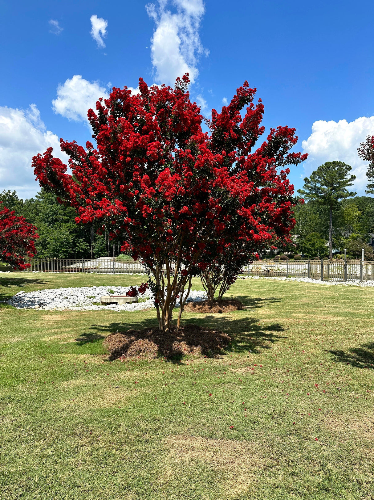 35 RED CREPE MYRTLE Lagerstroemia Indica Flowering Shrub Bush Small Tree Seeds