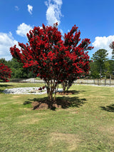 35 RED CREPE MYRTLE Lagerstroemia Indica Flowering Shrub Bush Small Tree Seeds