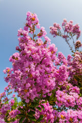 50 MIXED CREPE MYRTLE Lagerstroemia Indica Tree Shrub Crape  6 Color Mix - Red, Purple, Light Pink, Dark Pink, White, & Lilac Flower Seeds