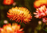 100 ORANGE DOUBLE STRAWFLOWER Xerochrysum Bracteatum Helichrysum Monstrosum Flower Seeds