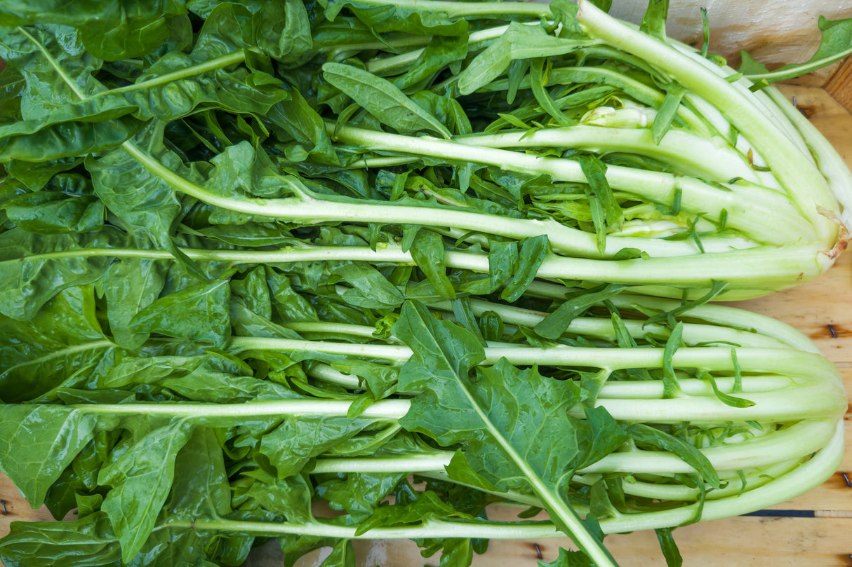 250 CICORIA CATALOGNA Puntarelle Chicorium Chicory Vegetable Seeds