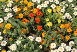 250 Mixed Colors CLASSIC ZINNIA Linearis Angustifolia Narrow Leaf Creeping Mexican Flower Seeds