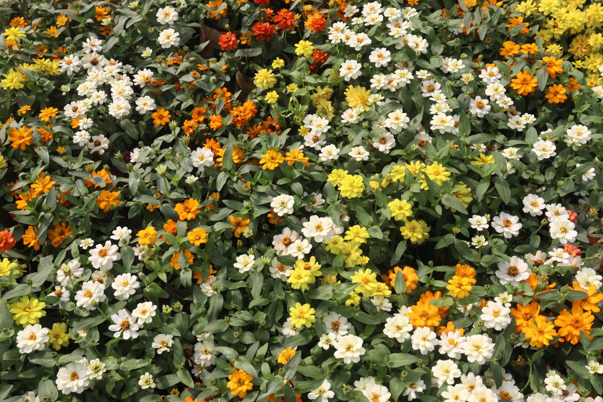 250 Mixed Colors CLASSIC ZINNIA Linearis Angustifolia Narrow Leaf Creeping Mexican Flower Seeds