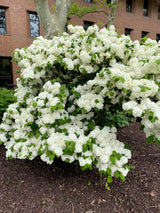 20 WHITE TREE LILAC Hummingbird Flower Fragrant Peking Syringa Pekinensis Seeds
