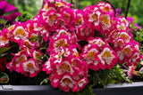 200 Mixed Colors BUTTERFLY ORCHID (Poor Mans Orchid / Angel Wings) Schizanthus Wisetonensis Flower Seeds
