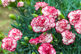 100 Mixed CARNATION / DOUBLE DIANTHUS Chinensis Flower Seeds