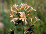 100 LARGE FLOWERED PHLOX Collomia Grandiflora Flower Seeds