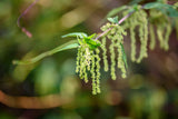 200 STINGING NETTLE Urtica Dioica (aka Common, California, or Bull Nettle / Tread Softly) Flower Seeds