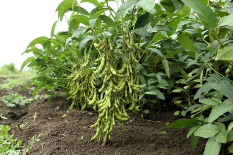 25 Sweet BLACK JET SOYBEAN Edamame Bean Glycine Max Vegetable Legume Seeds