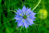 500 LOVE IN A MIST Miss Jekyll Blue ( Fennel Flower ) Nigella Damascena Flower Seeds
