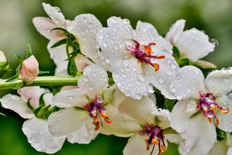 50 WEDDING CANDLES VERBASCUM Chaixii Album Mullein White Purple Flower Seeds
