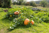 25 MAMMOTH GOLD PUMPKIN Cucurbita Maxima Carving Pie Vegetable Seeds