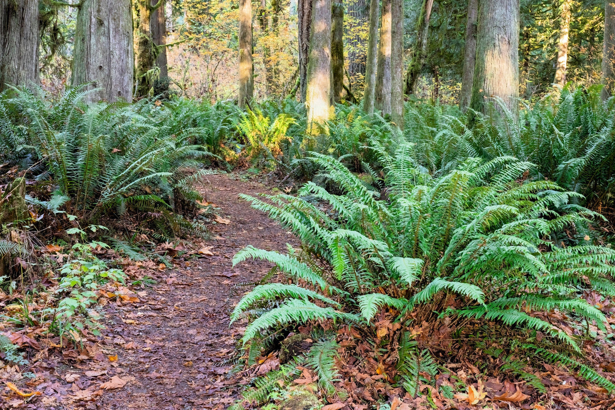 1500 Western SWORD FERN Giant Holly Swordfern Polystichum Munitum Aspidium Solitarium Spores Seeds