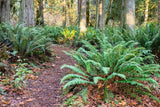 1500 Western SWORD FERN Giant Holly Swordfern Polystichum Munitum Aspidium Solitarium Spores Seeds