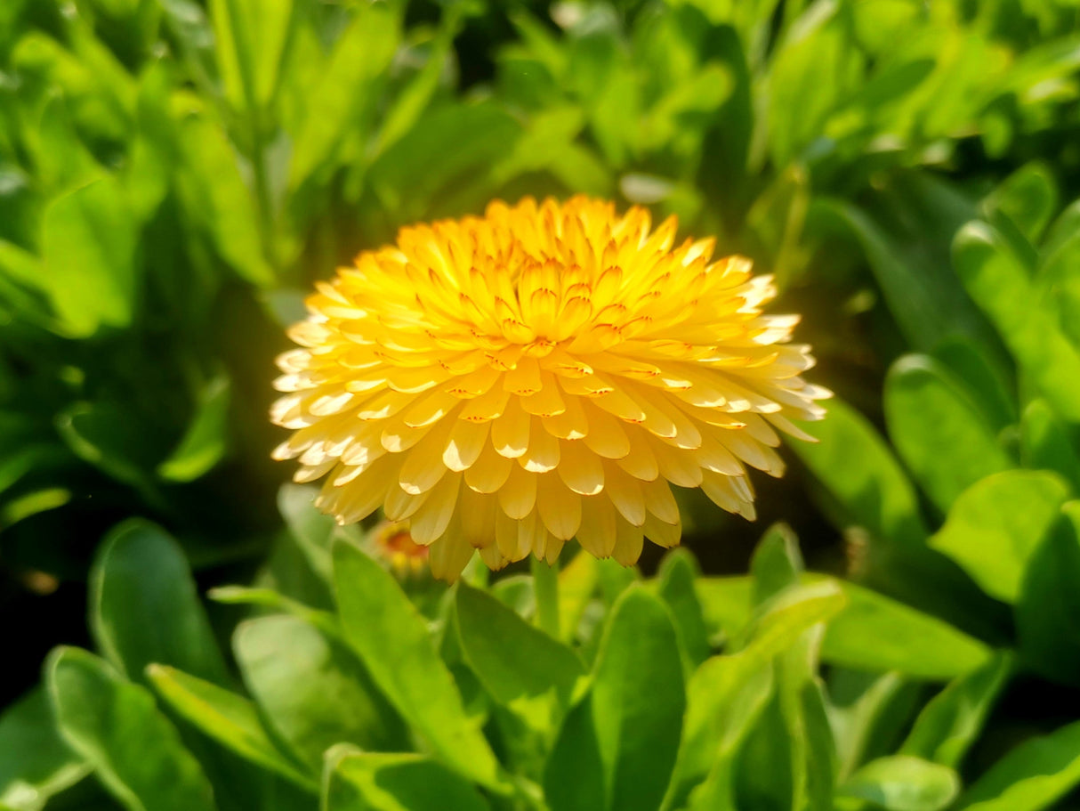 500 PACIFIC Beauty YELLOW MARIGOLD Calendula Officinalis Flower Seeds